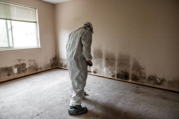 Professional Mold Remediation in Navassa, NC